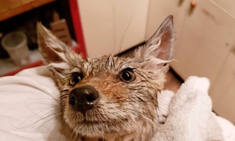 Botanist Rescues Abandoned Coyote Pup