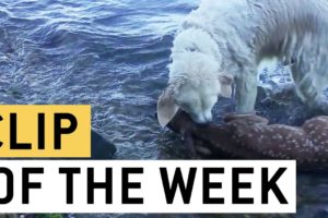 Brave Dog Rescues Baby Deer From Drowning | Good Boy Storm