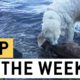 Brave Dog Rescues Baby Deer From Drowning | Good Boy Storm