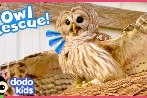 Brave Owl Needs A Hero To Help Him Fly Again | Rescued! | Dodo Kids