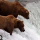 Brooks Falls - Katmai National Park 2021, Alaska powered by EXPLORE.org
