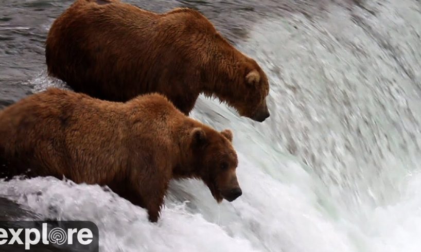 Brooks Falls - Katmai National Park 2021, Alaska powered by EXPLORE.org