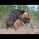 Buffalo Attacks Lion! Crazy Buffalo vs Lion Fight!ㅣSafari HighlightsㅣWild Animal Attacksㅣ킹라이온 vs 버팔로