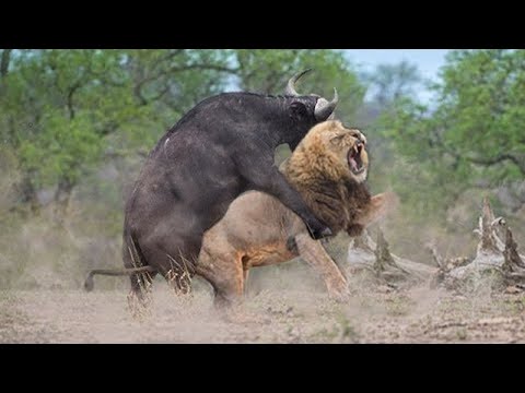Buffalo Attacks Lion! Crazy Buffalo vs Lion Fight!ㅣSafari HighlightsㅣWild Animal Attacksㅣ킹라이온 vs 버팔로