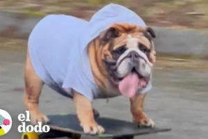 Bulldog es amante de la velocidad y... ¿las patinetas? | El Dodo