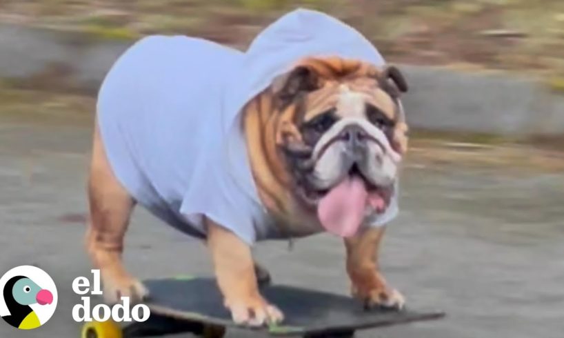 Bulldog es amante de la velocidad y... ¿las patinetas? | El Dodo