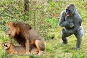 CRAZIEST ANIMALS FIGHTS IN THE ZOO CAUGHT ON CAMERA | Lion, Gorilla And More