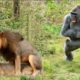 CRAZIEST ANIMALS FIGHTS IN THE ZOO CAUGHT ON CAMERA | Lion, Gorilla And More