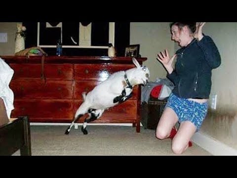 CRAZY Goat Attack Human Compilation  - Funniest Animals Scaring People Videos 2019