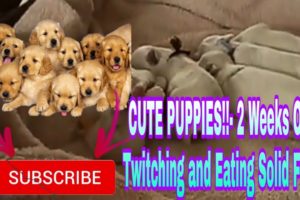 CUTE PUPPIES!!- 2 Weeks Old- Twitching and Eating Solid Food