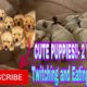 CUTE PUPPIES!!- 2 Weeks Old- Twitching and Eating Solid Food