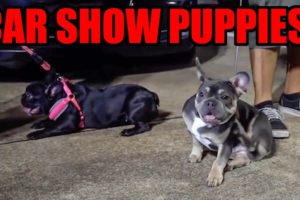 CUTEST DOGS OF 2020 Compilation! (CAR SHOW PUPPIES! - Dogs Across Texas LOL)