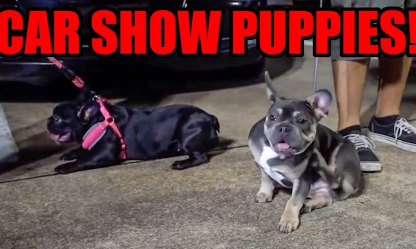 CUTEST DOGS OF 2020 Compilation! (CAR SHOW PUPPIES! - Dogs Across Texas LOL)