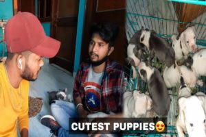 CUTEST PUPPIES? ||CUTE PUPPIES / NEW PUPPIES ?