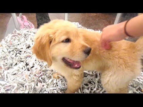 CUTEST PUPPIES EVER, Shopping, Hot Tub | January 23, 2014