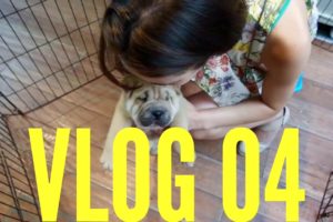 CUTEST PUPPY EVER. VLOG 04