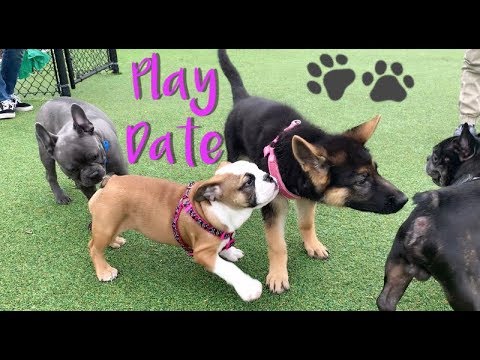 CUTEST PUPPY PLAY DATE EVER!