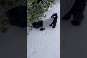 CUTEST PUPPY PLAYING IN THE SNOW FOR THE FIRST TIME/SHIH TZU/ MAN'S BESTFRIEND/PUPPY LOVER#Shorts