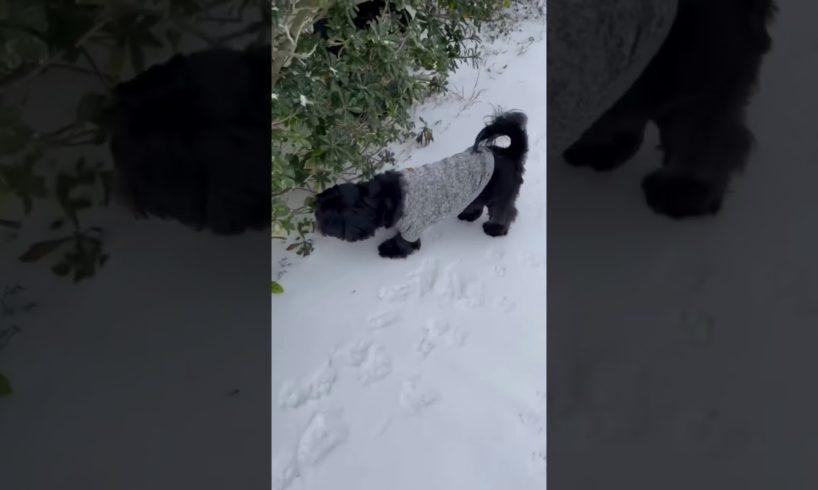 CUTEST PUPPY PLAYING IN THE SNOW FOR THE FIRST TIME/SHIH TZU/ MAN'S BESTFRIEND/PUPPY LOVER#Shorts