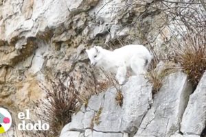 Cabrita bebé pide ayuda para regresar a donde su mamá | El Dodo