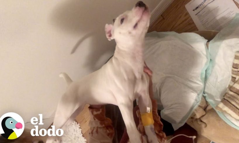 Cachorrita que no se podía ni mover corre a los brazos de mamá | El Dodo