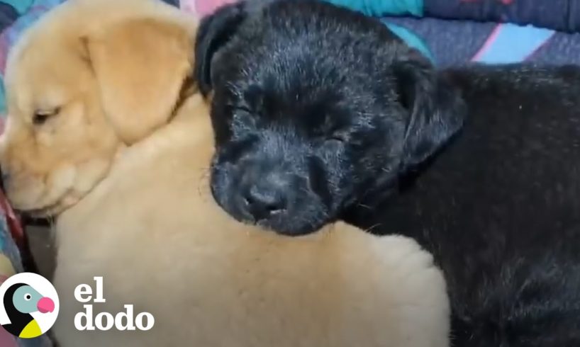 Cachorritos abandonados en la carretera son rescatados | El Dodo