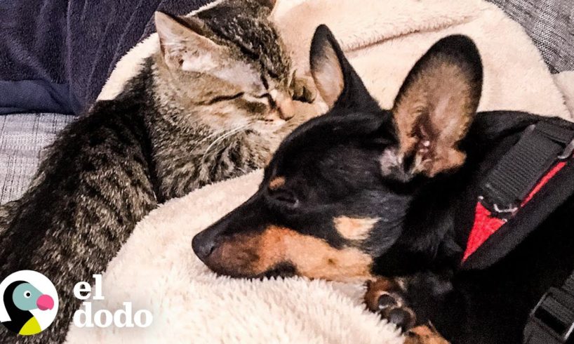 Cachorro adopta a un gatito callejero | El Dodo