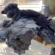 Cachorro atascado en brea grita por ayuda | El Dodo