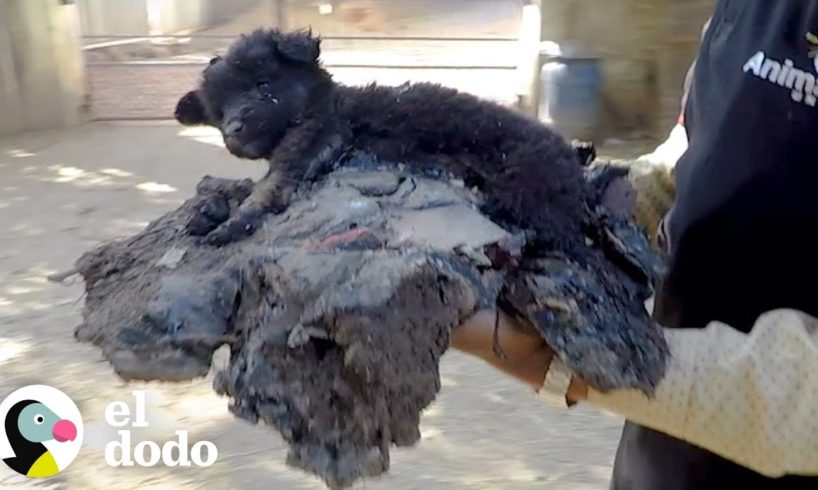 Cachorro atascado en brea grita por ayuda | El Dodo
