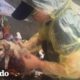 Cachorro rescatado de un templo ama perseguir a su rescatista | El Dodo