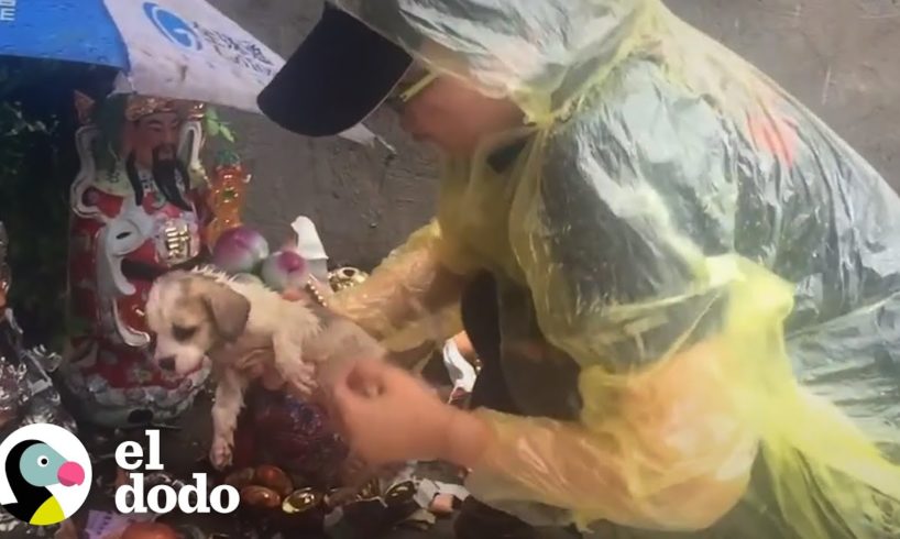 Cachorro rescatado de un templo ama perseguir a su rescatista | El Dodo