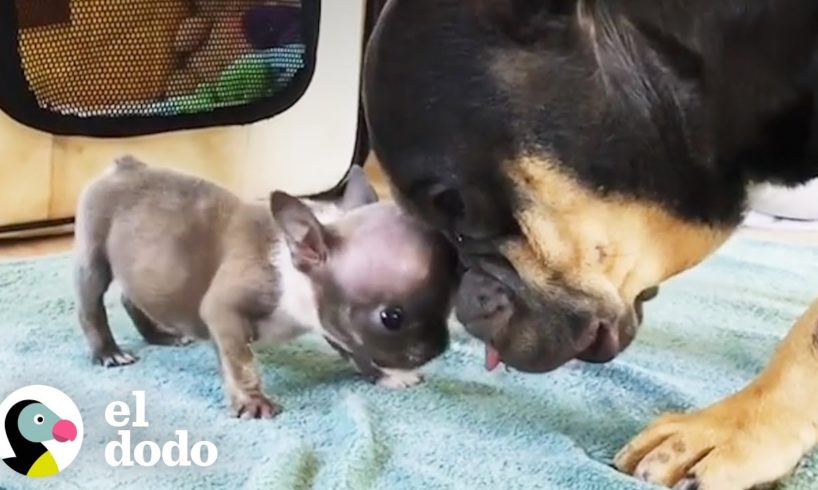 Cachorro super flaco se vuelve muy grande y gordito | El Dodo