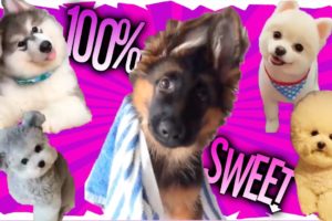 Cachorros Super Tiernos y Cariñosos  100% Dulzura! | Cutest puppies
