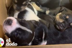 Cachorros abandonados son encontrados en una caja | El Dodo