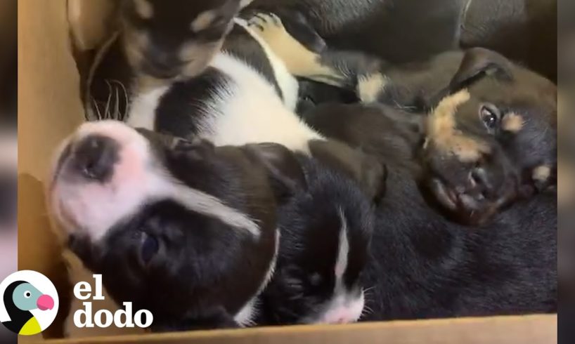 Cachorros abandonados son encontrados en una caja | El Dodo