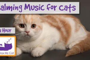 Calming Music for Cats - Music for Pets and Animals who Need Relaxing
