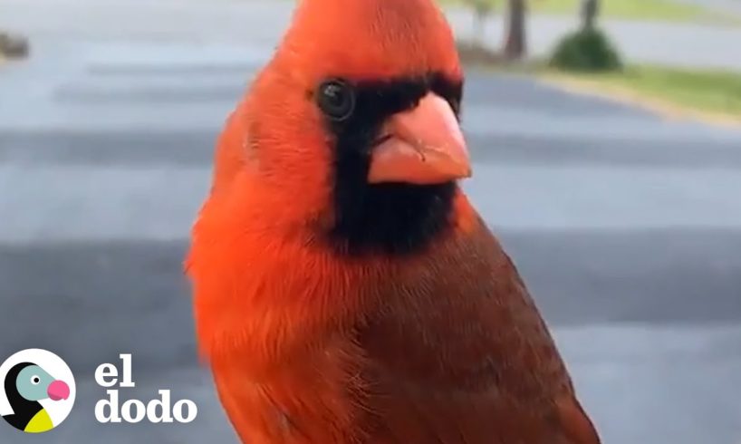 Cardenal no se quiere separar de su rescatista | El Dodo