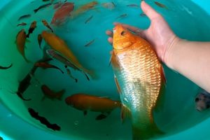 Carp Betta Goldfish Catfish Molly Guppy Swordtail Fish Perch Koi Cute animals Videos