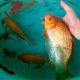 Carp Betta Goldfish Catfish Molly Guppy Swordtail Fish Perch Koi Cute animals Videos