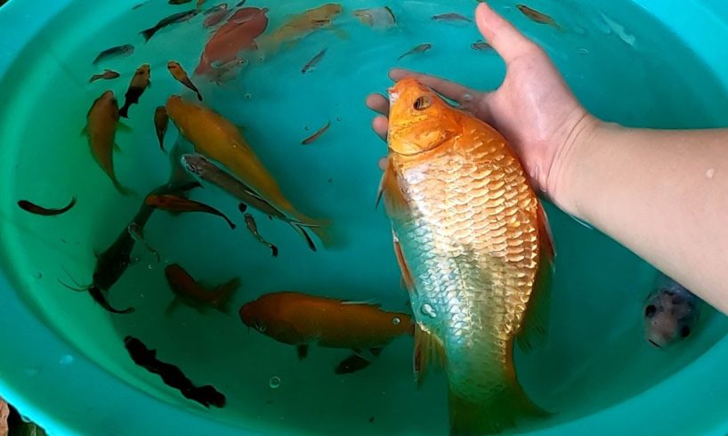 Carp Betta Goldfish Catfish Molly Guppy Swordtail Fish Perch Koi Cute animals Videos