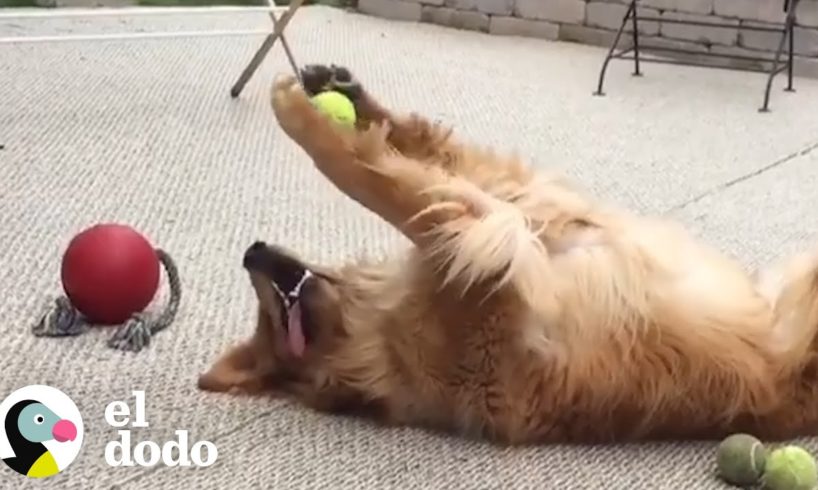 Carta de amor de un perro para su pelota favorita I El Dodo