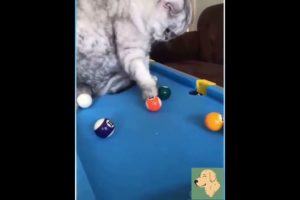 Cat Playing Snooker | Smart Cat | Very Funny Animal #shorts #youtubeshorts #viral