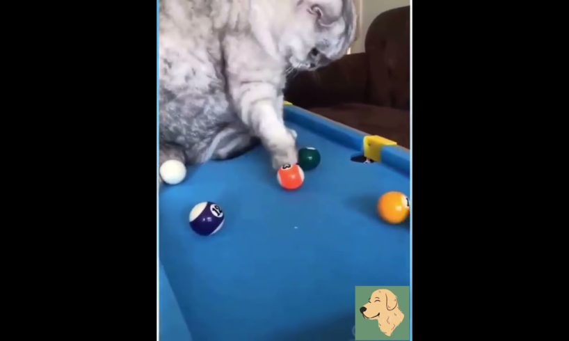 Cat Playing Snooker | Smart Cat | Very Funny Animal #shorts #youtubeshorts #viral