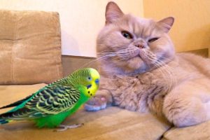 Cat loves and is friends with the bird. Funny animals?