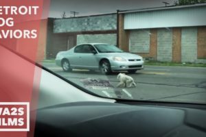 Caught On Camera - Dog Acting Strange Running In Road Rescued By DAWG - Hope For Dogs Like My DoDo