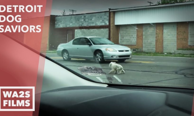Caught On Camera - Dog Acting Strange Running In Road Rescued By DAWG - Hope For Dogs Like My DoDo