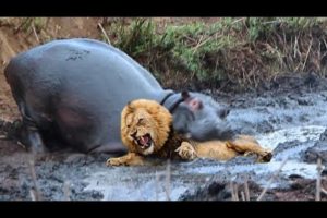 Chew The Lion's Head, Terrible Power Wide-Mouthed Hippo - Hippo vs Lion, Elephant, Rhino, Crocodile
