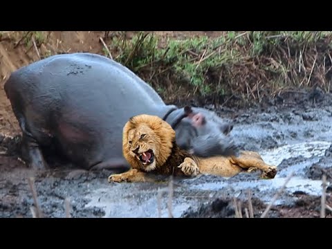 Chew The Lion's Head, Terrible Power Wide-Mouthed Hippo - Hippo vs Lion, Elephant, Rhino, Crocodile