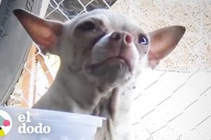 Chihuahua temeroso cambia totalmente | El Dodo