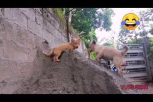 Chow chow mix Jack russell terrier | Cutest puppy in the world | Khate Eunice Vlogs